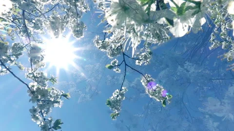 Cherry blossom tree against blue sky with sun. Moving panoramic up view. Vídeo Stock 233439859
