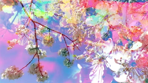 Cherry blossom tree against blue sky. Moving panoramic up view. 库存影片 233439862
