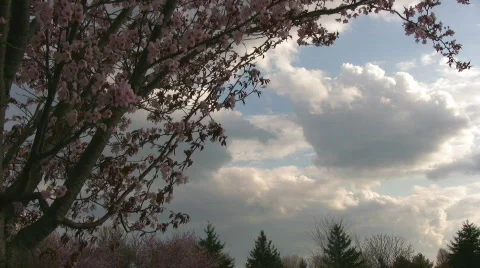 Cherry Blossom Tree against Clouded dusk sky Stock Footage 397977