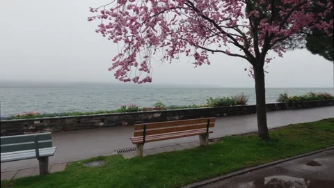 Cherry blossom tree and bench by Lake Geneva in foggy Montreux Switzerland 動画素材 330740792