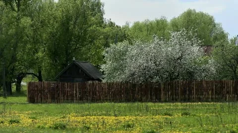 Cherry blossom tree and the old house Stock Footage 11033553