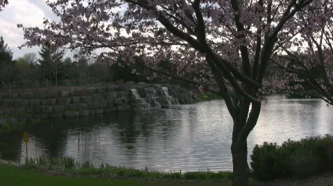 Cherry Blossom Tree and Waterfall Stock Footage 397875