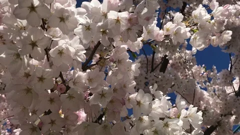 Cherry blossom tree background moving shot blue sky sunshine beams Stock Footage 106087290