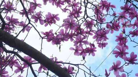 Cherry blossom tree as beautiful background Stock Photos