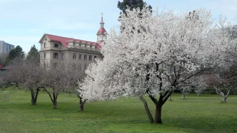 Cherry Blossom Tree, Beautiful Tree in Garden Park Stock-Footage 158339402