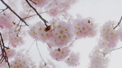 Cherry Blossom, Tree, Bee, Spring, Washington DC, Flower, Pink, Macro, Close up Stock Footage 306028064