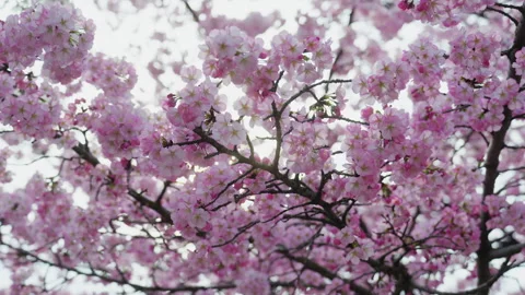 Cherry Blossom, Tree, Bee, Spring, Washington DC, Flower, Pink, 60p Stock Footage 306028141