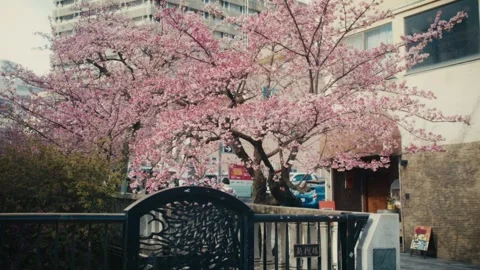 Cherry Blossom Tree Beside Ornamental Gate, Itokawa River, Atami, Japan Stock Footage 345376401