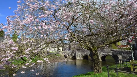 Cherry blossom tree beside the River Clun at Clun in Shropshire, UK. Video stock 270548371