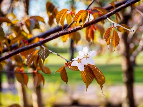 Cherry blossom tree in bloom. Closeup of sakura flowers surrounded by greener Stock Photos