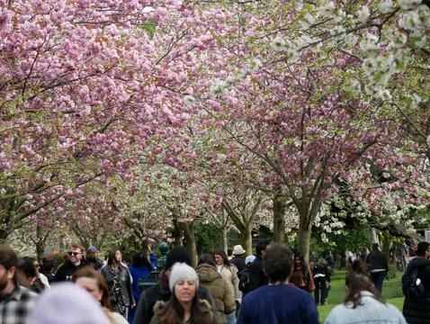 Cherry Blossom tree in bloom Herbert Park Dublin Ireland 14th April 2024 스톡 사진