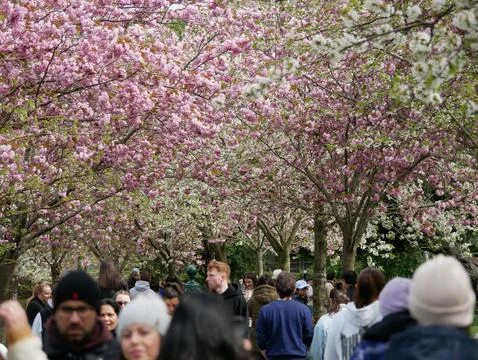 Cherry Blossom tree in bloom Herbert Park Dublin Ireland 14th April 2024 Stock Photos