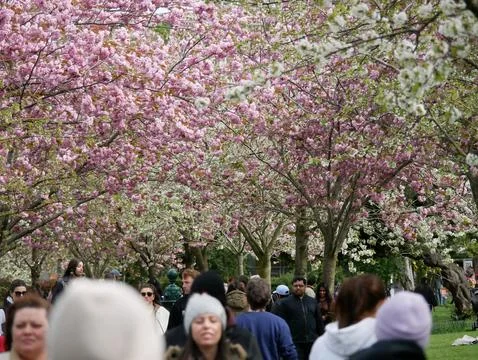 Cherry Blossom tree in bloom Herbert Park Dublin Ireland 14th April 2024 스톡 사진