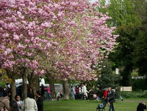 Cherry Blossom tree in bloom Herbert Park Dublin Ireland 14th April 2024 스톡 사진
