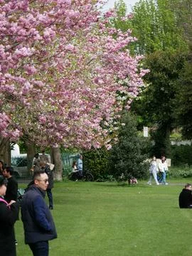 Cherry Blossom tree in bloom Herbert Park Dublin Ireland Stock Photos