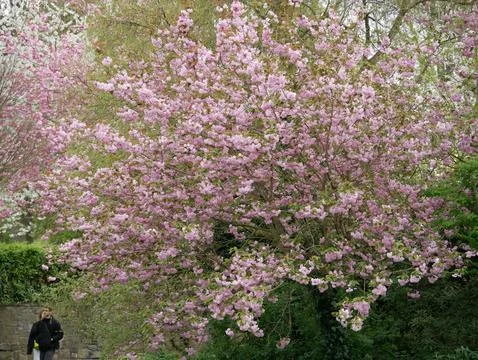 Cherry Blossom tree in bloom Herbert Park Dublin Ireland 14th April 2024 Stock Photos