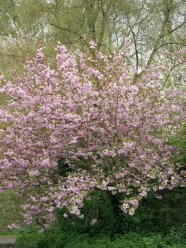 Cherry Blossom tree in bloom Herbert Park Dublin Ireland 14th April 2024 Stock Photos