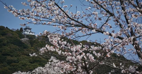 Cherry Blossom Tree in Bloom with Japanese Castle on Hill Hiroshima Stock Footage 344294935