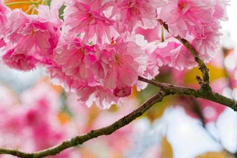 Cherry blossom tree in bloom Stock Photos