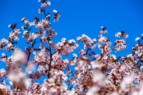 Cherry blossom tree in bloom. Sakura flowers on azure sky background. Garden  Stock Photos