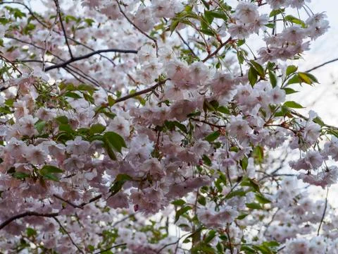 Cherry blossom tree in bloom. Sakura flowers on azure sky background. Garden  Stock Photos