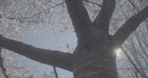 Cherry Blossom Tree in Bloom on a Sunny Day in DC, Slow Mo, Slog3, 4k Stock Footage 236796389