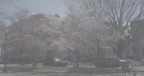 Cherry Blossom Tree in Bloom on a Sunny Day in DC, Slow Mo, Slog3, 4k Stock Footage 236861305