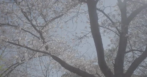 Cherry Blossom Tree in Bloom on a Windy Day in DC, Slow Mo, Slog3, 4k Stock Footage 236869594