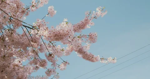 Cherry Blossom Tree Bloomed Video stock 129777873