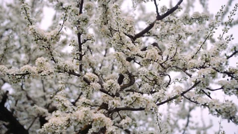 Cherry Blossom Tree That Bloomed Stock Footage 169587554