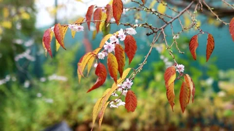 Cherry blossom tree blooming at fall Stock Footage 315802145