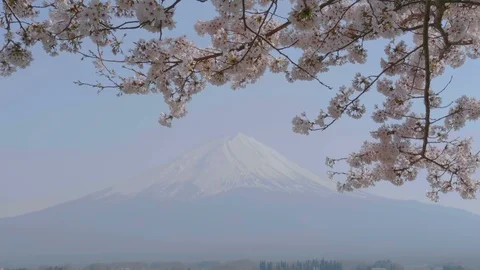 Cherry blossom tree blowing in the wind and Mt. Fuji, Japan Stock Footage 104000014