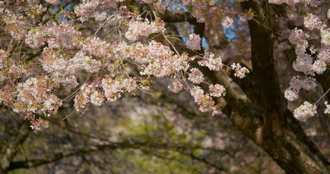 Cherry Blossom Tree blowing in Wind Video stock 129857024