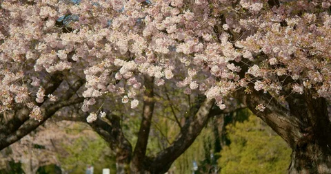 Cherry Blossom Tree blowing in Wind Stock Footage 129857206