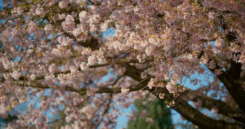 Cherry Blossom Tree blowing in Wind Video stock 129857763
