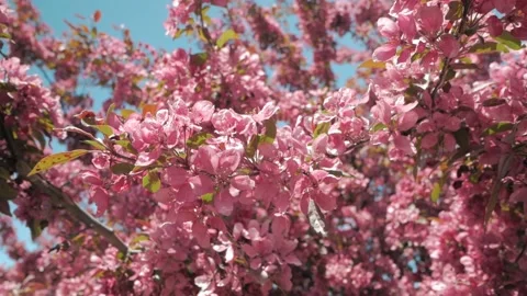 Cherry blossom tree blowing in the wind on a sunny day Video stock 132658553