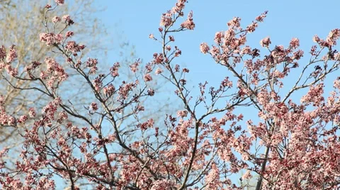 Cherry blossom tree on a blue sky day Video stock 37163606