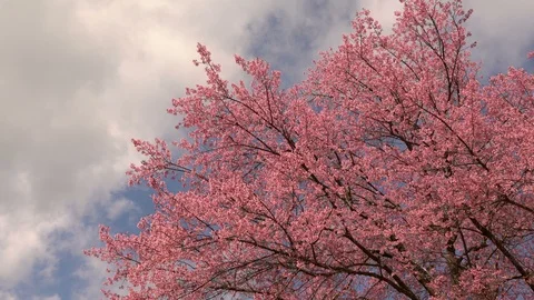 Cherry blossom tree with blue sky and clouds Stock Footage 87182992