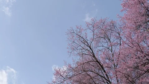 Cherry blossom tree with blue sky at park Stock Footage 87184610