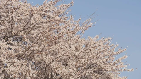 Cherry blossom tree on blue sky Stock Footage 100884102