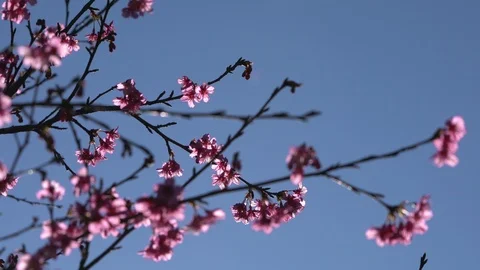 Cherry blossom tree with blue sky Stock Footage 100895949