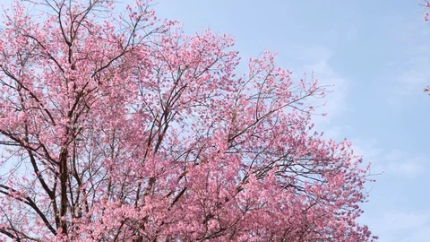 Cherry blossom tree with blue sky in springtime Stock Footage 102644848