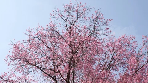 Cherry blossom tree on blue sky Stock Footage 102646047