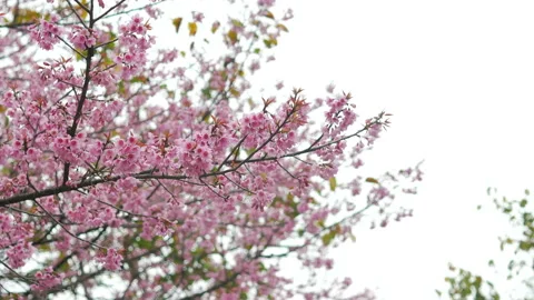 Cherry blossom tree with blue sky Video stock 154781485