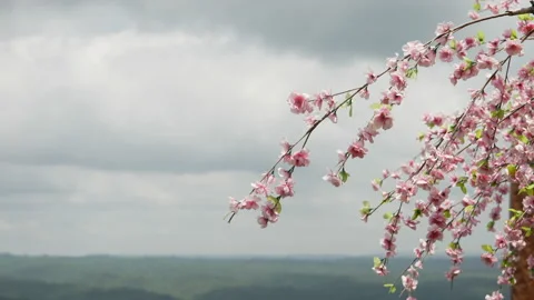 Cherry blossom tree with blue sky Stock Footage 202304231