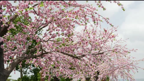 Cherry blossom tree with blue sky Stock Footage 202304235