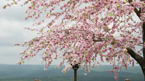 Cherry blossom tree with blue sky Stock Footage 202304241