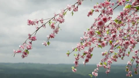 Cherry blossom tree with blue sky Stock Footage 202304244