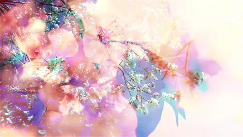 Cherry blossom tree with blue sky Vidéo 233439270