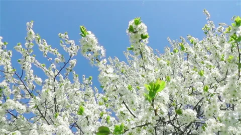 Cherry blossom tree with blue sky in panoramic view. Stock Footage 236484585